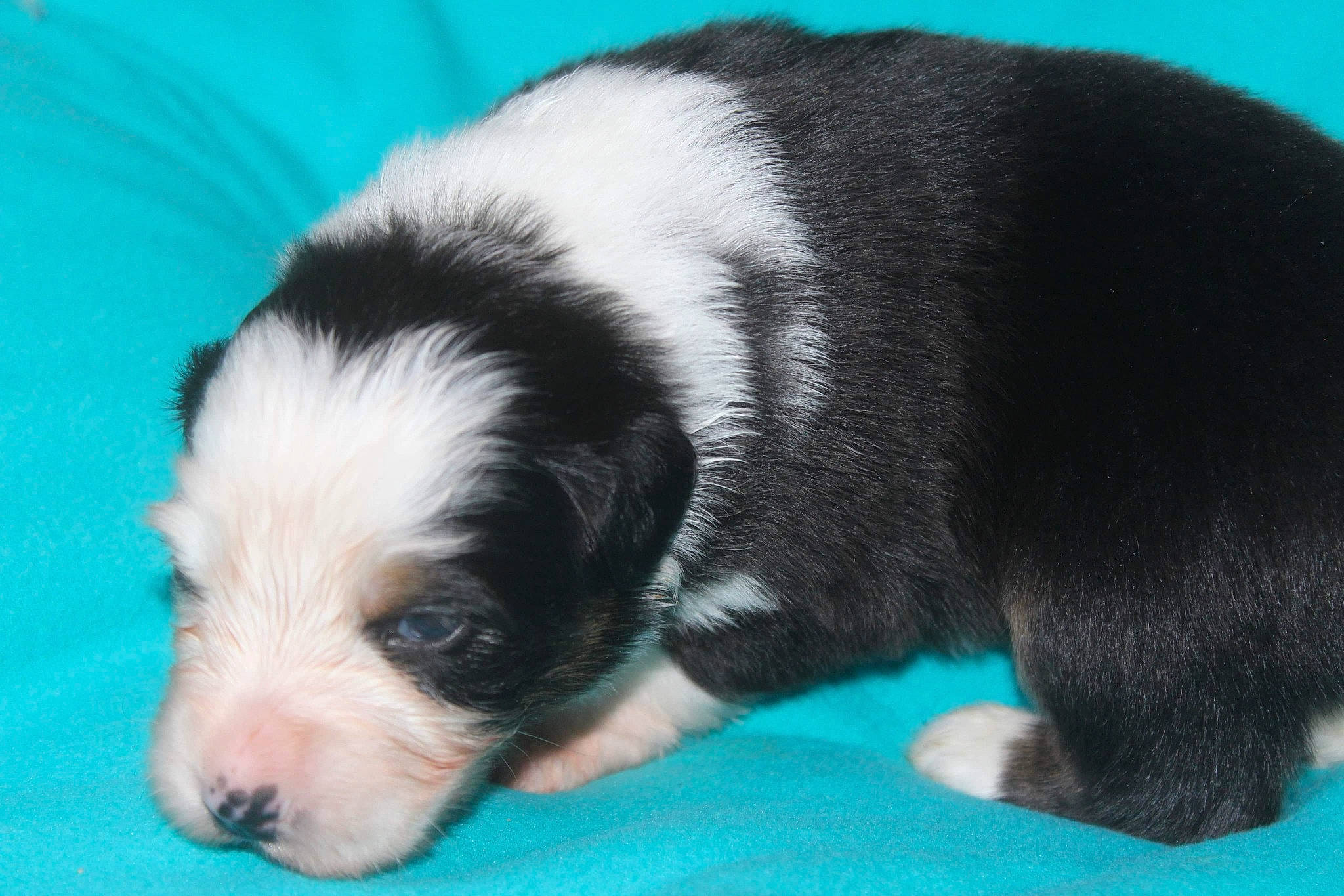 Locki a rejoint le concours — aidez-le/la à gagner de superbes lots ! australian_shepherd, border_collie, canidae, carnivore, companion_dog, dog, dog_breed, landseer, mammal, miniature_australian_shepherd, old_english_sheepdog, puppy, sporting_group, vertebrate