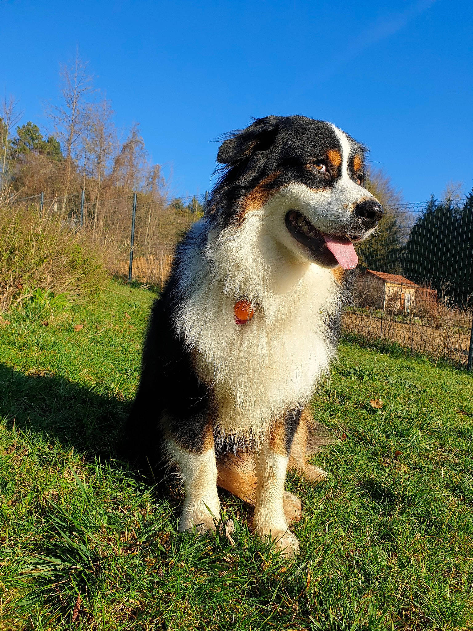 Hades a rejoint le concours — aidez-le/la à gagner de superbes lots ! australian_collie, australian_shepherd, basque_shepherd_dog, bernese_mountain_dog, border_collie, canidae, carnivore, companion_dog, dog, dog_breed, english_shepherd, herding_dog, mammal, miniature_australian_shepherd, rare_breed_dog, sporting_group, vertebrate, welsh_sheepdog, working_dog