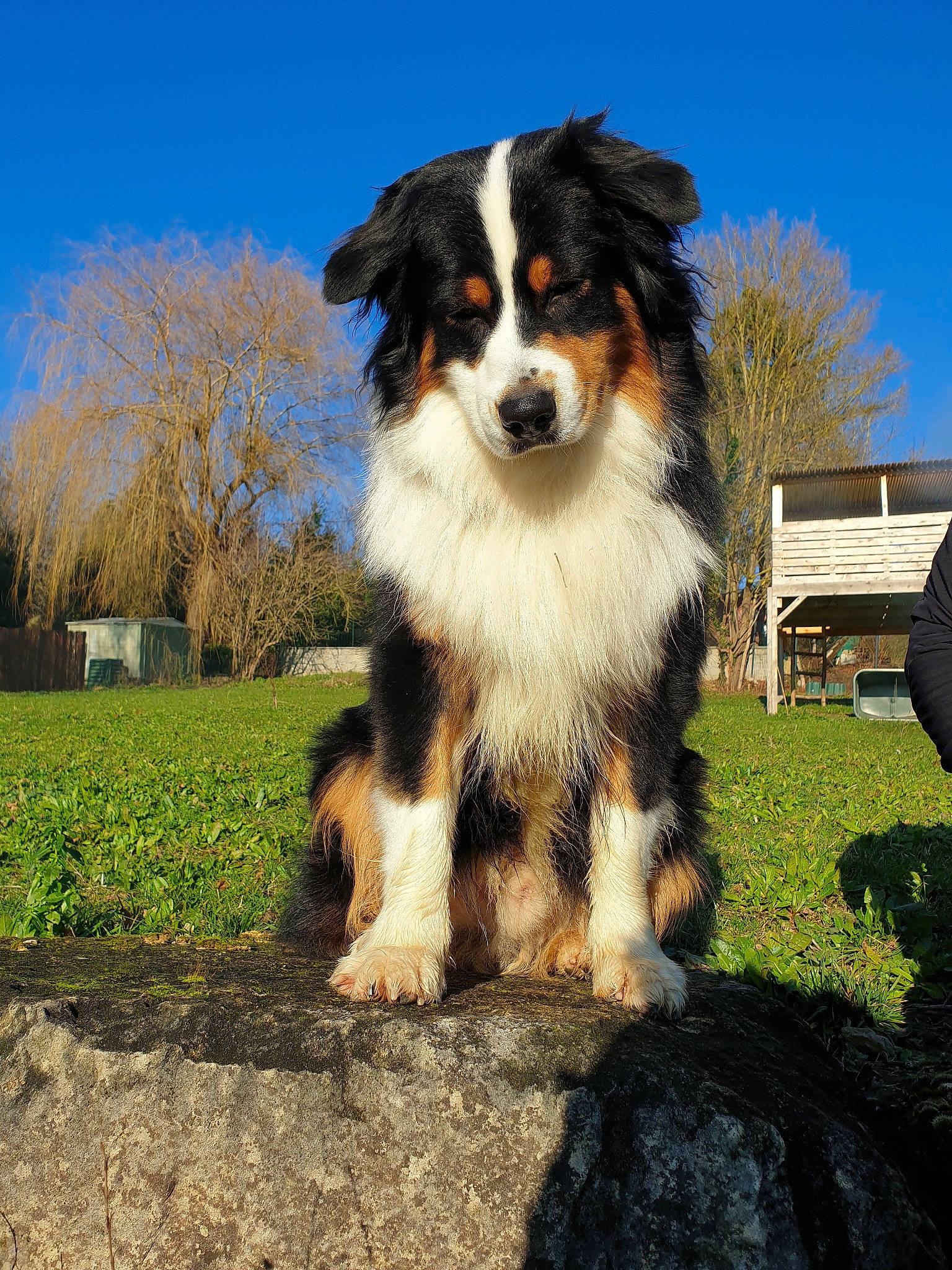 Hades a rejoint le concours — aidez-le/la à gagner de superbes lots ! australian_collie, australian_shepherd, basque_shepherd_dog, bernese_mountain_dog, border_collie, canidae, carnivore, companion_dog, dog, dog_breed, english_shepherd, herding_dog, mammal, miniature_australian_shepherd, puppy, rare_breed_dog, sky, sporting_group, vertebrate, working_dog