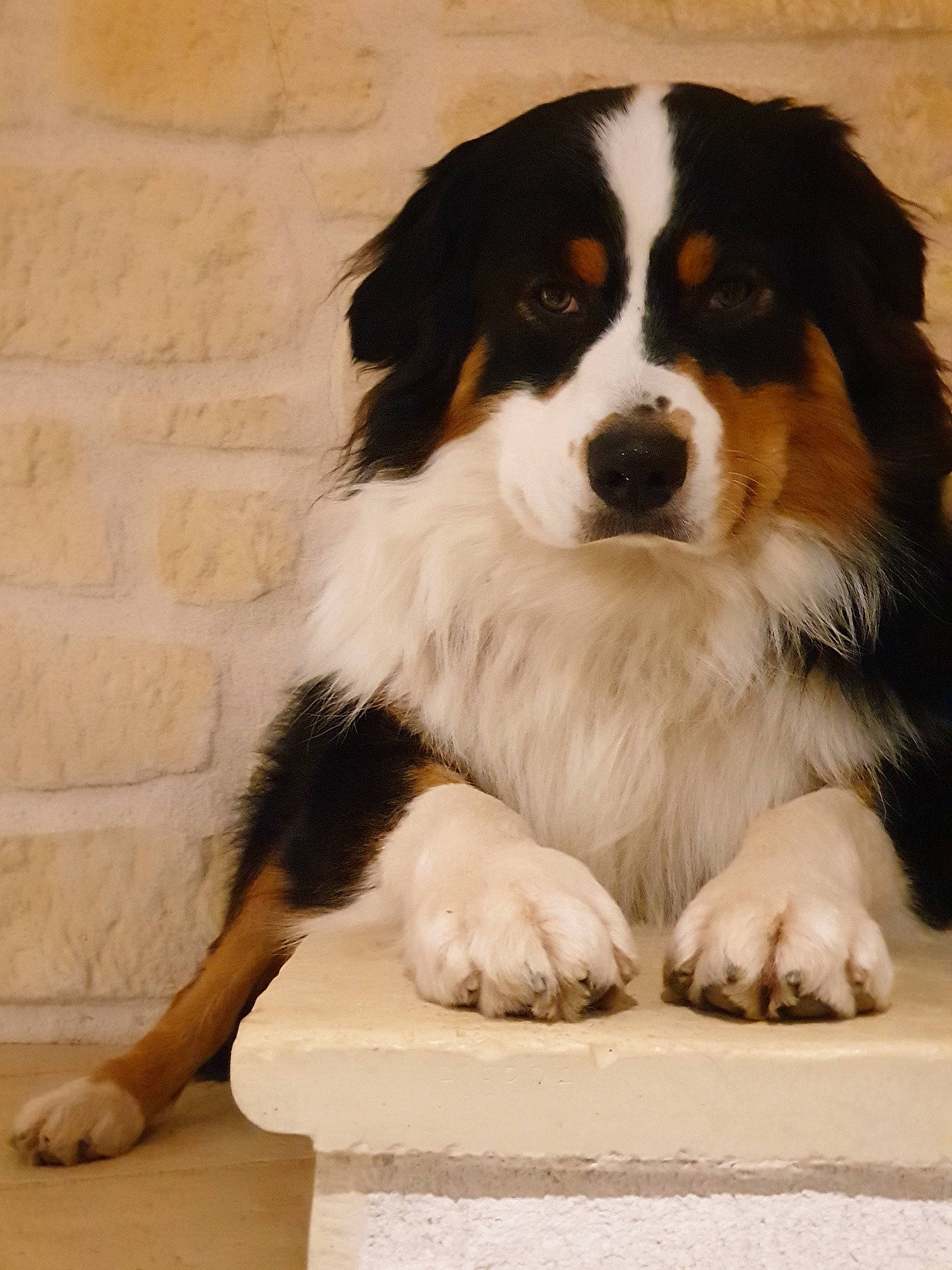 Hades participe au concours pour gagner de l'argent avec cette photo : australian_shepherd, bernese_mountain_dog, canidae, carnivore, companion_dog, dog, dog_breed, english_shepherd, giant_dog_breed, greater_swiss_mountain_dog, mammal, puppy, rare_breed_dog, snout, sporting_group, vertebrate, working_dog