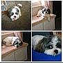 Oreo Morales is registered to the contest to win money with this photo: dog, black_and_white, fluffy, pet, indoor, carpet, bench, curtains, relaxed, laying_down, close_up, cute, animal, fur, tongue_out, resting, window, portrait, small_dog, compilation