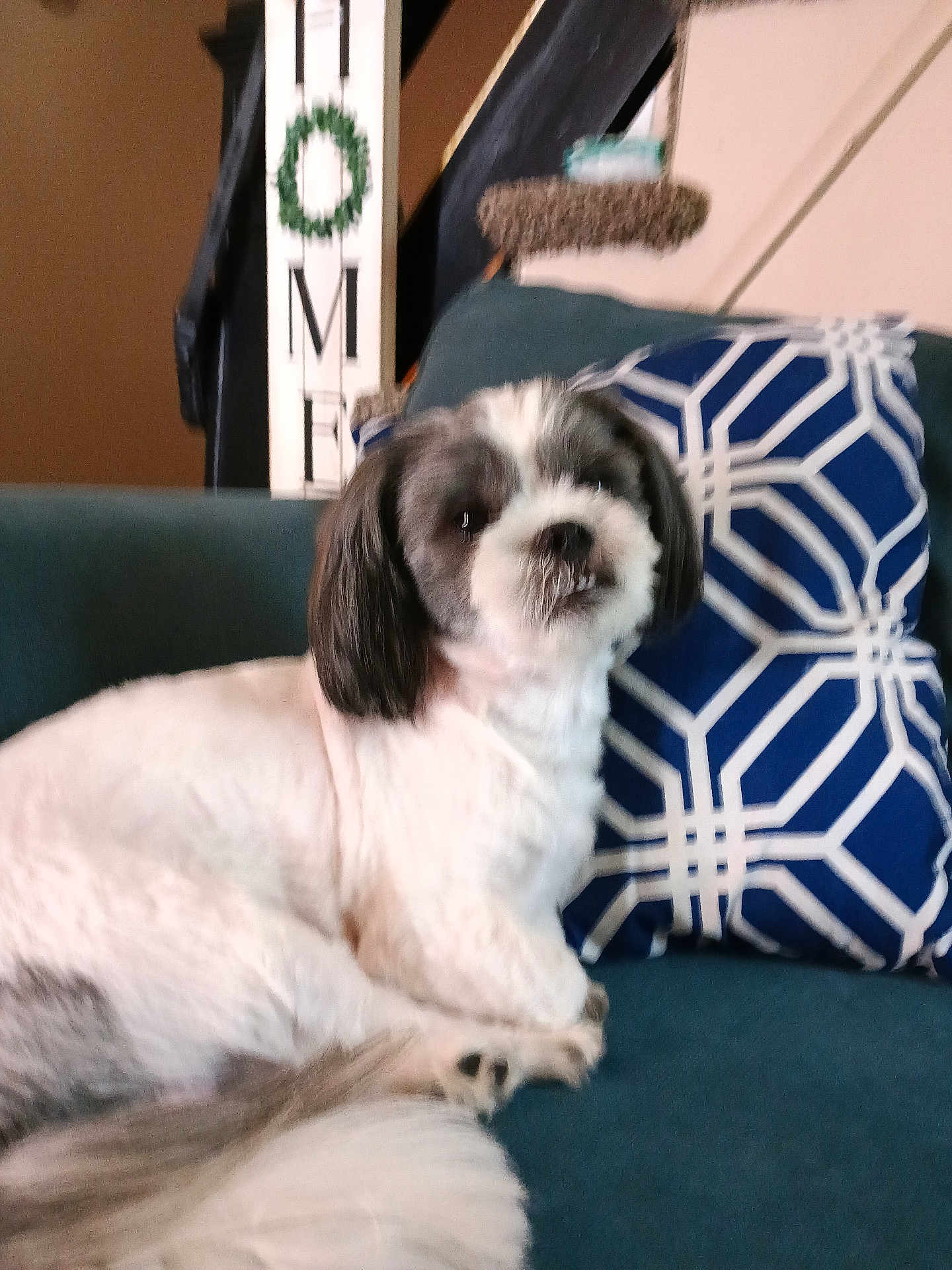 Oreo Morales is registered to the contest to win money with this photo: dog, small_dog, fluffy, couch, pillow, blue_pillow, geometric_pattern, home_decor, sign, wreath, indoor, pet, animal, fur, tail, relaxing, living_room, cozy, domestic, furniture