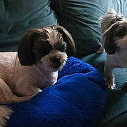 Oreo Morales joined the competition — help win amazing prizes! dog, pet, couch, blanket, indoor, fur, animal, companion, cute, two_dogs, living_room, domestic_animal, small_dog, fur_color_white, fur_color_black, fur_color_gray, alert, relaxed, hairstyle, furniture