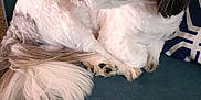 Oreo Morales is registered to the contest to win money with this photo: dog, pet, fluffy, white, grey, cute, animal, sitting, couch, indoor, fur, tail, paw, pillow, comfort, resting, looking, side_view, domestic, companion