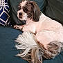 Oreo Morales joined the competition — help win amazing prizes! dog, pet, couch, indoor, resting, fur, tail, white, brown, animal, companion, cozy, furniture, household, relaxing, cute, domestic, canine, pillow, side_view