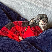 Gizmo joined the competition — help win amazing prizes! dog, small_dog, sweater, red, black, plaid, blanket, blue_blanket, couch, smile, teeth, pet, cozy, indoors, fur, cute, animal, resting, portrait, expression