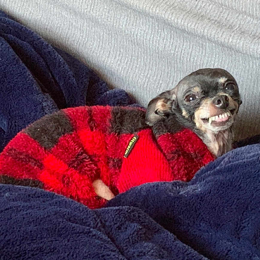 Gizmo joined the competition — help win amazing prizes! animal, black, blanket, blue_blanket, couch, cozy, cute, dog, expression, fur, indoors, pet, plaid, portrait, red, resting, small_dog, smile, sweater, teeth