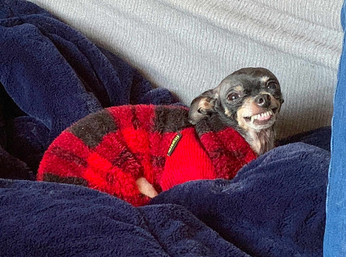 Gizmo joined the competition — help win amazing prizes! dog, small_dog, sweater, red, black, plaid, blanket, blue_blanket, couch, smile, teeth, pet, cozy, indoors, fur, cute, animal, resting, portrait, expression