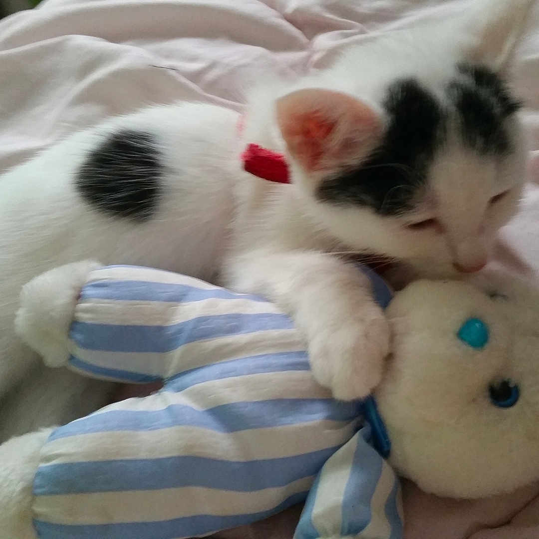 Liloo a rejoint le concours — aidez-le/la à gagner de superbes lots ! abyssinian, animal, bed, bedroom, blanket, cat, couch, cushion, furniture, indoors, kitten, manx, person, pet, plush, quilt, room, siamese, sleeping, toy