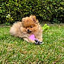 animal, cute, daytime, dog, fluffy, fur, garden, grass, greenery, leafy_bush, lying_down, nature, outdoor, pet, playing, pomeranian, puppy, small_dog, toy, young_dog