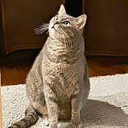 Dusty joined the competition — help win amazing prizes! cat, gray_tabby, indoor, sitting, looking_up, whiskers, fur, pet, animal, cozy, rug, wooden_floor, furniture, home, domestic_cat, cute, alert, mammal, tabby, portrait