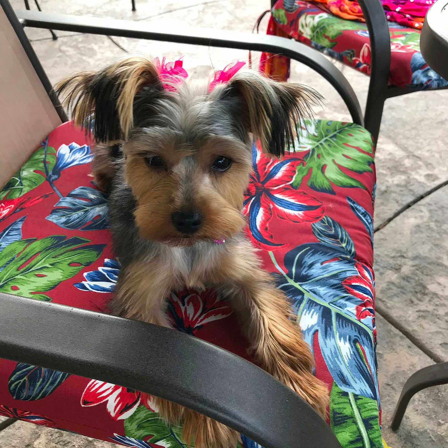 Luna joined the competition — help win amazing prizes! animal, bow, chair, colorful, cushion, cute, dog, ear, floral_pattern, fur, looking_at_camera, nose, outdoor, patio, paws, pet, pink_bow, relaxed, seated, small_dog