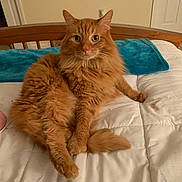 Draco joined the competition — help win amazing prizes! cat, orange_cat, fluffy, pet, indoor, bed, blanket, furniture, animal, looking, cute, whiskers, ears, tail, relaxed, domestic_cat, fur, mammal, sleepy, resting