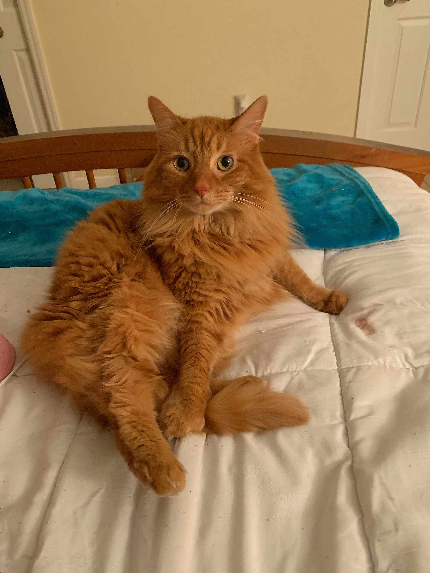 Draco joined the competition — help win amazing prizes! cat, orange_cat, fluffy, pet, indoor, bed, blanket, furniture, animal, looking, cute, whiskers, ears, tail, relaxed, domestic_cat, fur, mammal, sleepy, resting