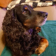 Fishier is registered to the contest to win money with this photo: animal, black, blanket, brown, close_up, companion, couch, cozy, curly_fur, cute, dog, fur_texture, furry, household, indoor, paw, pet, portrait, relaxed, side_view