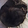 animal, black_cat, blanket, cat, couch, cozy, curled_up, domestic_animal, fur, furniture, home, indoor, nap, paw, pet, relaxation, resting, sleeping, soft_texture, whiskers