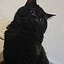 animal, black_cat, cat, close_up, cozy, curious, cute, domestic_animal, ears, eyes, feline, fur, indoor, looking_up, mammal, pet, portrait, texture, wall, whiskers
