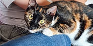 Zelda a rejoint le concours — aidez-le/la à gagner de superbes lots ! calico_cat, casual, cat, closeup, curious, door, feline, furniture, home, indoor, jeans, man, person, pet, phone, relaxed, sitting, technology, white_tshirt, yellow_eyes