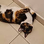 Zelda a rejoint le concours — aidez-le/la à gagner de superbes lots ! animal, calico_cat, cat, curious, ear, feline, floor, home, human_foot, indoor, looking_up, lying_down, pajamas, pattern, paw, pet, relaxed, tile_floor, wall, whiskers