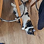 Zelda a rejoint le concours — aidez-le/la à gagner de superbes lots ! animal, bar_stool, black, calico, cat, chair_legs, floor, footwear, furniture, home, indoor, orange, paw, pet, playful, relaxing, sleeping, slipper, white, wooden_floor