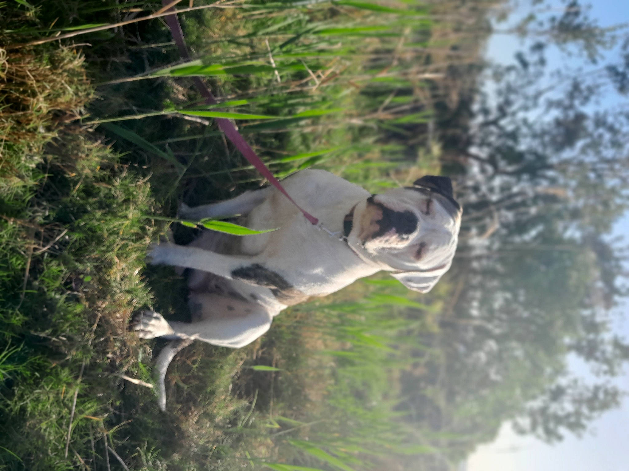 Marley Moo is registered to the contest to win money with this photo: adventure, branch, canidae, carnivore, dog, dog_breed, forest, grass, lake, nature_reserve, plant, recreation, reflection, sporting_group, tail, tree, trunk, water, watercourse, wildlife