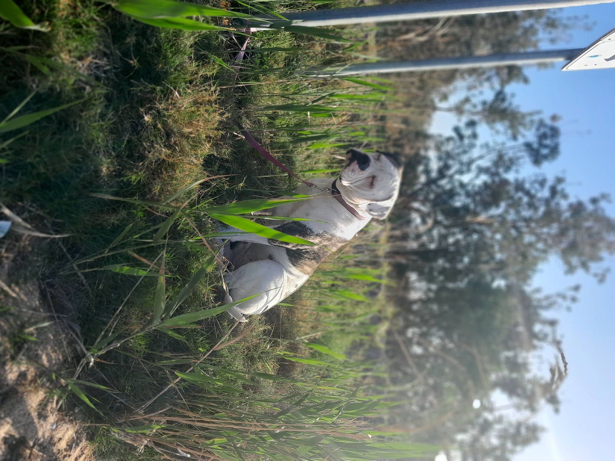Marley Moo is registered to the contest to win money with this photo: beak, biome, bird, branch, forest, grass, lake, plant, reflection, sky, tail, tree, trunk, twig, water, watercourse, wetland, wildlife, wing, wood