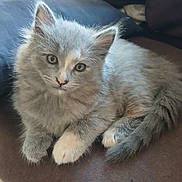 Fluffy a rejoint le concours — aidez-le/la à gagner de superbes lots ! kitten, cat, gray_cat, white_paws, fluffy_fur, indoor, couch, pet, cute, animal, feline, resting, young_cat, curious, looking_at_camera, soft_light, cozy, domestic_animal, furniture, relaxed