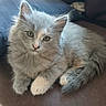 kitten, cat, gray_cat, white_paws, fluffy_fur, indoor, couch, pet, cute, animal, feline, resting, young_cat, curious, looking_at_camera, soft_light, cozy, domestic_animal, furniture, relaxed