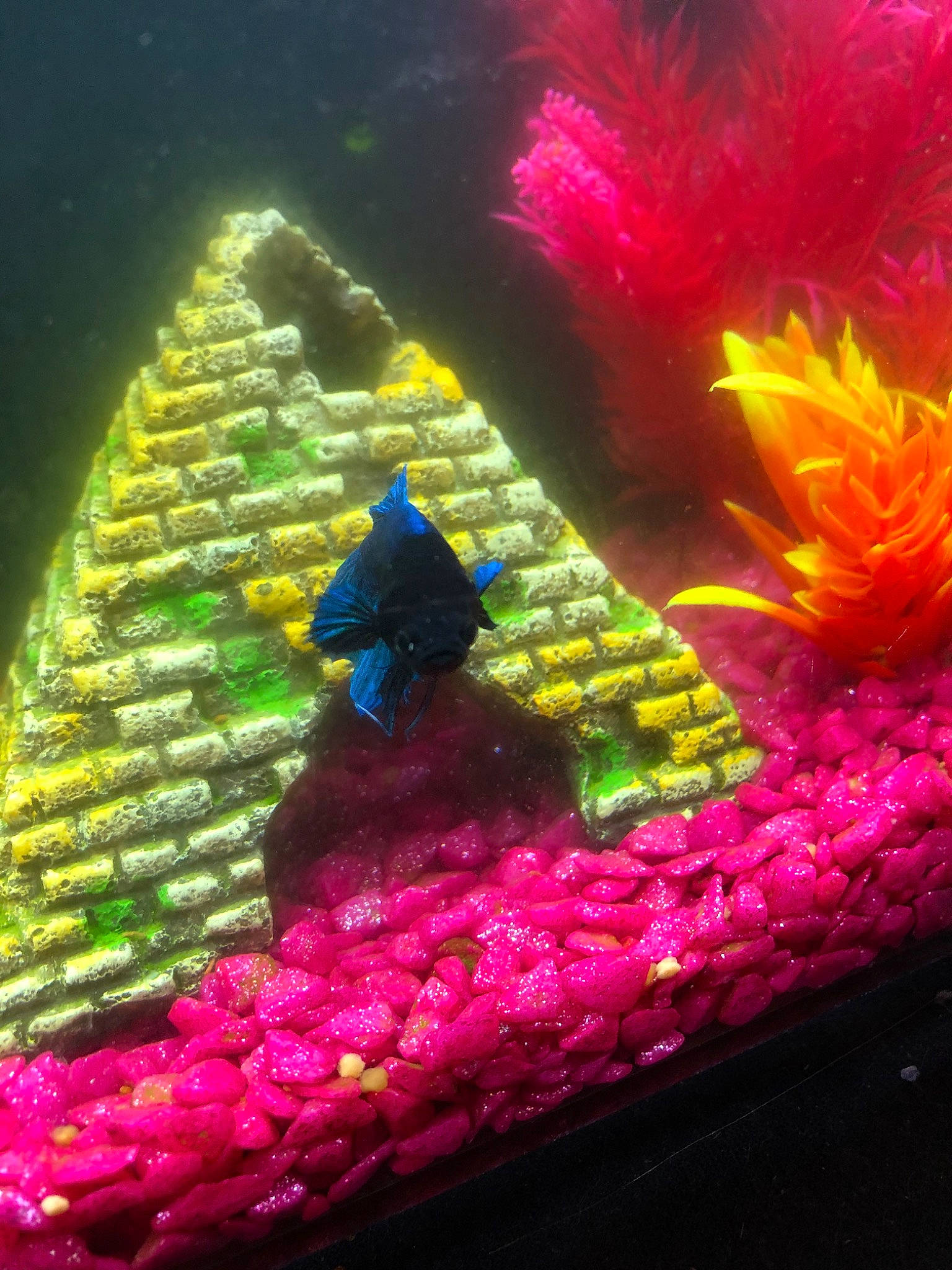 Blue participe au concours pour gagner de l'argent avec cette photo : aquarium, aquarium_decor, fish, freshwater_aquarium, geological_phenomenon, green, light, magenta, organism, pink, reef, water