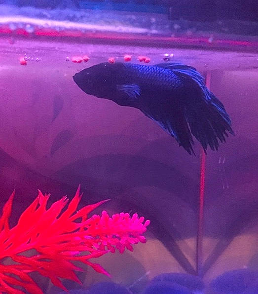 Blue participe au concours pour gagner de l'argent avec cette photo : magenta, organism, pink, plant, purple, sky, tail, violet, water