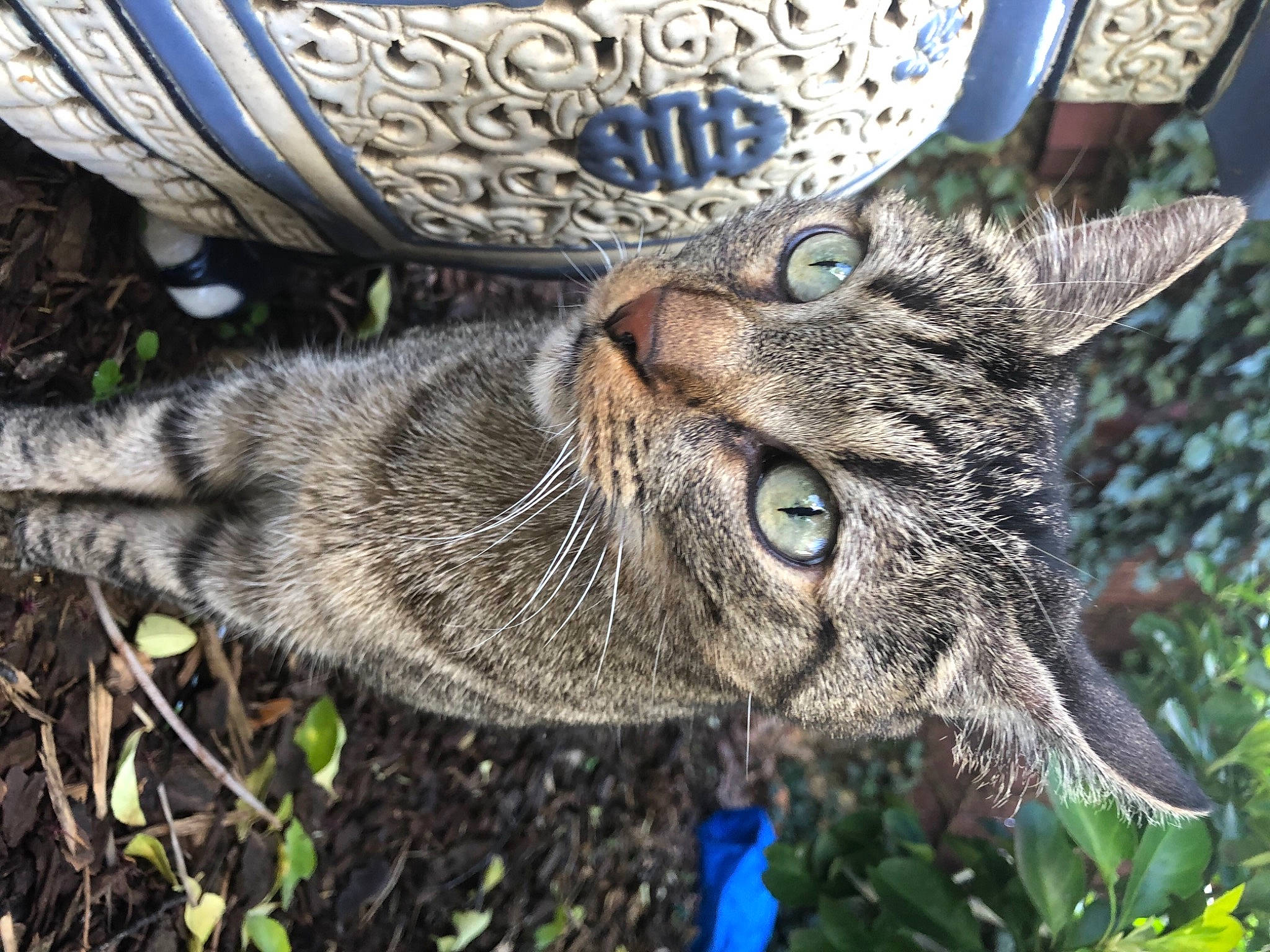 Miaou a rejoint le concours — aidez-le/la à gagner de superbes lots ! carnivore, cat, claw, domestic_short_haired_cat, eye, fawn, felidae, fur, grass, pattern, paw, plant, small_to_medium_sized_cats, snout, soil, tail, terrestrial_animal, tree, whiskers, wildlife