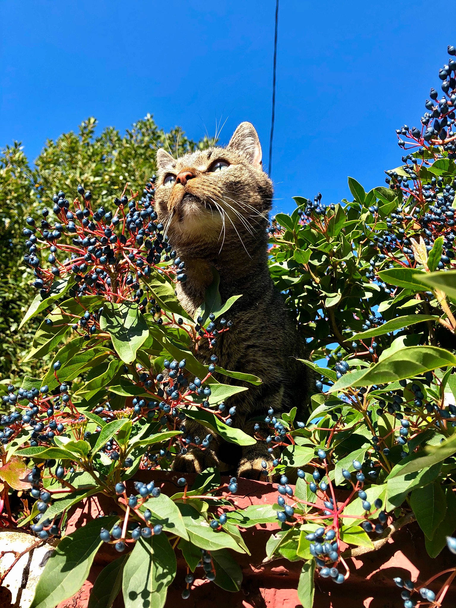 Miaou a rejoint le concours — aidez-le/la à gagner de superbes lots ! art, botany, branch, carnivore, cat, domestic_short_haired_cat, felidae, flowering_plant, monument, plant, sculpture, shrub, sky, small_to_medium_sized_cats, statue, terrestrial_animal, tree, twig, vegetation, whiskers