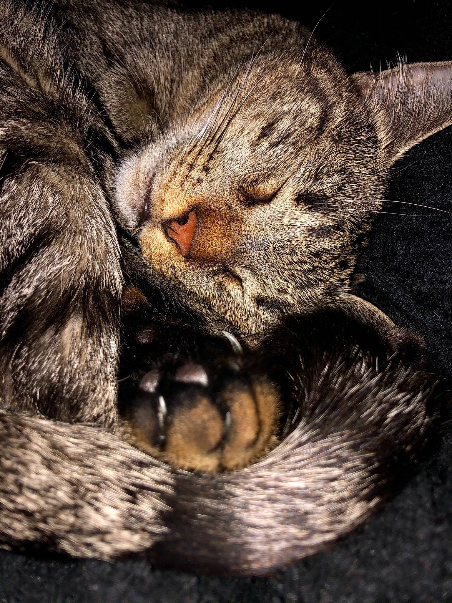 Miaou participe au concours pour gagner de l'argent avec cette photo : carnivore, cat, claw, close_up, domestic_short_haired_cat, ear, eye, fawn, felidae, fur, gesture, head, human_body, nose, paw, small_to_medium_sized_cats, snout, tail, terrestrial_animal, whiskers