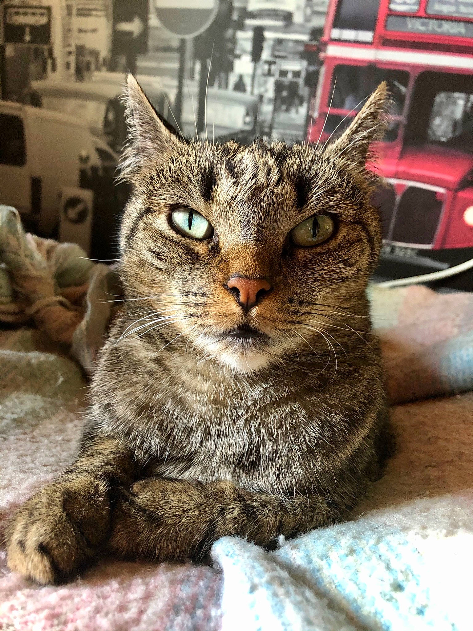 Miaou participe au concours pour gagner de l'argent avec cette photo : automotive_lighting, bus, carnivore, cat, claw, comfort, domestic_short_haired_cat, felidae, fur, metal, motor_vehicle, paw, public_transport, sitting, small_to_medium_sized_cats, snout, tree, vehicle, whiskers, window