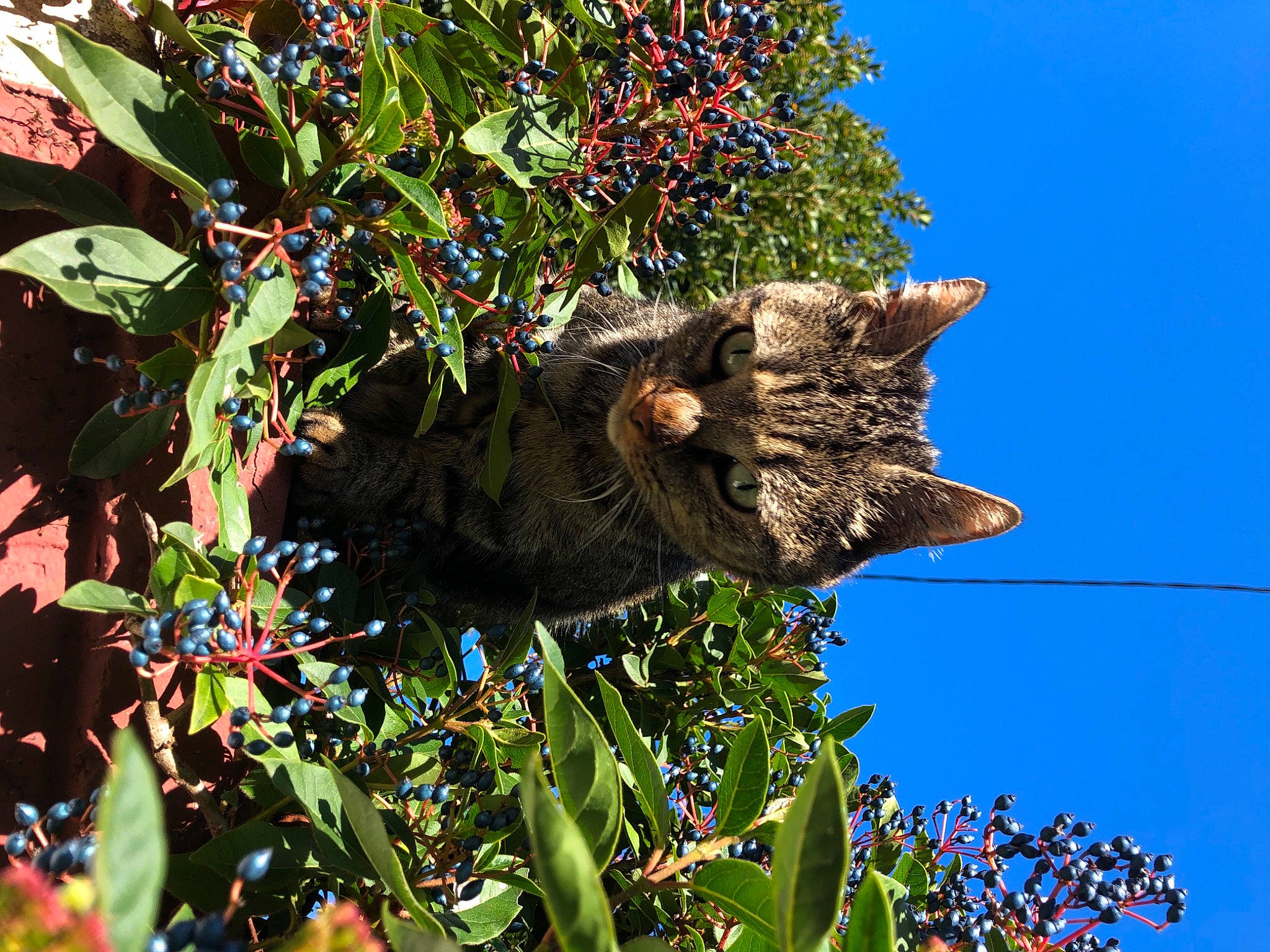 Miaou participe au concours pour gagner de l'argent avec cette photo : botany, branch, carnivore, cat, domestic_short_haired_cat, electric_blue, felidae, flower, flowering_plant, grass, groundcover, plant, shrub, sky, small_to_medium_sized_cats, terrestrial_animal, tree, twig, whiskers, wildlife