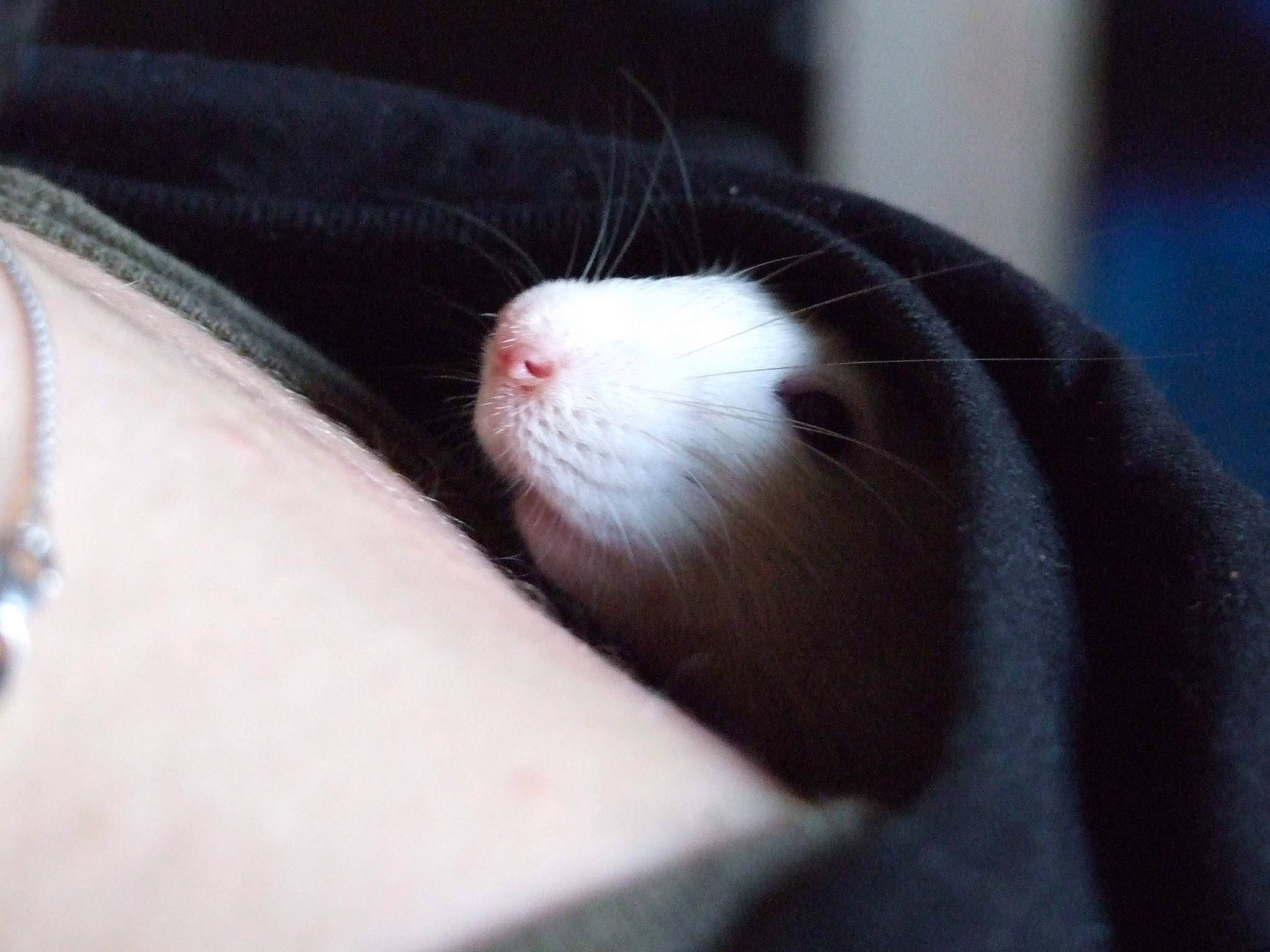 Ruldoph Et Curly participe au concours pour gagner de l'argent avec cette photo : cat, felidae, fur, gerbil, hamster, mouse, muridae, rat, rodent, tail, whiskers