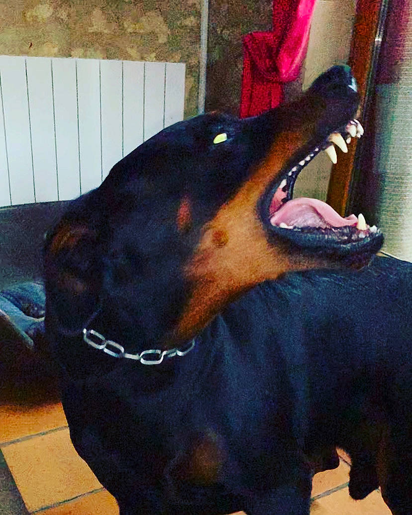 Echo participe au concours pour gagner de l'argent avec cette photo : beauceron, canidae, carnivore, collar, dobermann, dog, dog_breed, giant_dog_breed, guard_dog, head, jaw, mammal, nose, pinscher, rottweiler, smile, snout, sporting_group, vertebrate, working_dog