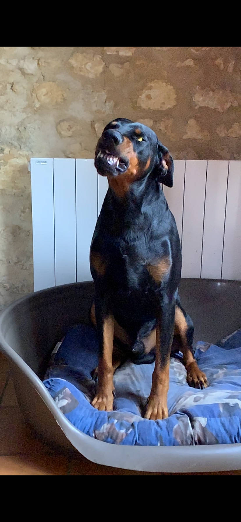 Echo a rejoint le concours — aidez-le/la à gagner de superbes lots ! austrian_black_and_tan_hound, canidae, carnivore, companion_dog, dog, dog_breed, fawn, german_pinscher, guard_dog, hunting_dog, mammal, miniature_pinscher, pinscher, polish_hunting_dog, rottweiler, smaland_hound, sporting_group, transylvanian_hound, vertebrate, working_dog