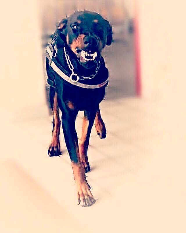 Echo a rejoint le concours — aidez-le/la à gagner de superbes lots ! canidae, carnivore, companion_dog, dog, dog_breed, guard_dog, hunting_dog, rare_breed_dog, rottweiler, snout, sporting_group, working_dog