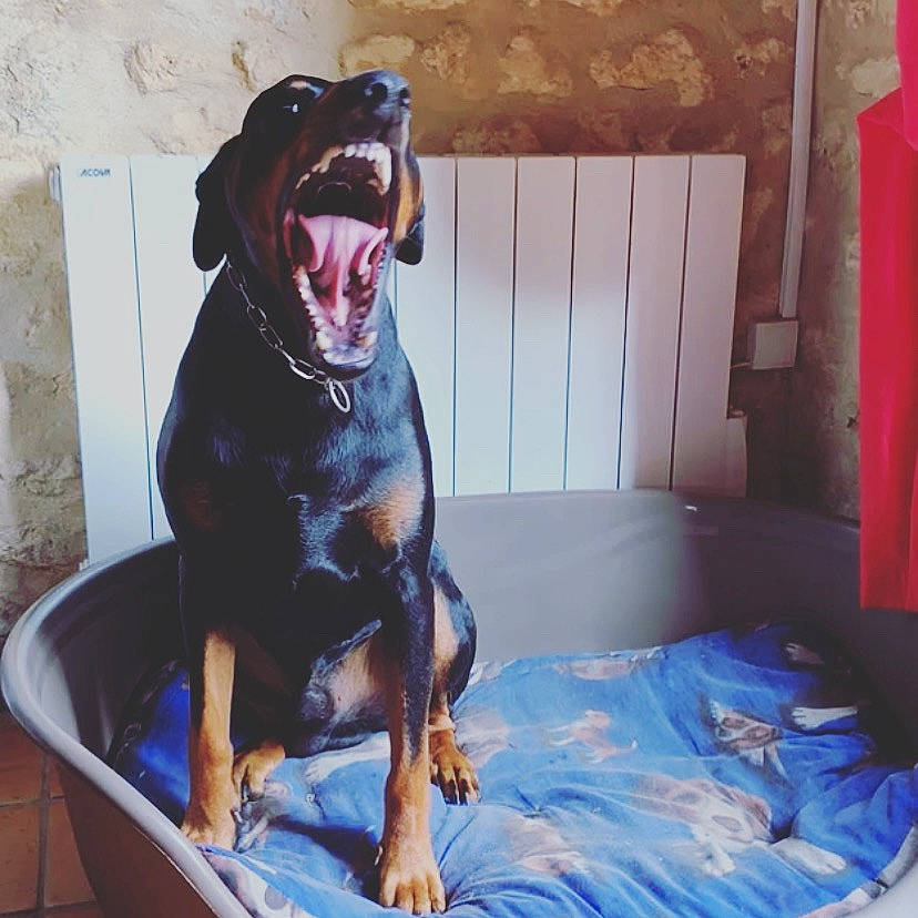 Echo participe au concours pour gagner de l'argent avec cette photo : canidae, carnivore, dobermann, dog, dog_breed, fawn, guard_dog, hunting_dog, mammal, rottweiler, sporting_group, vertebrate, working_dog