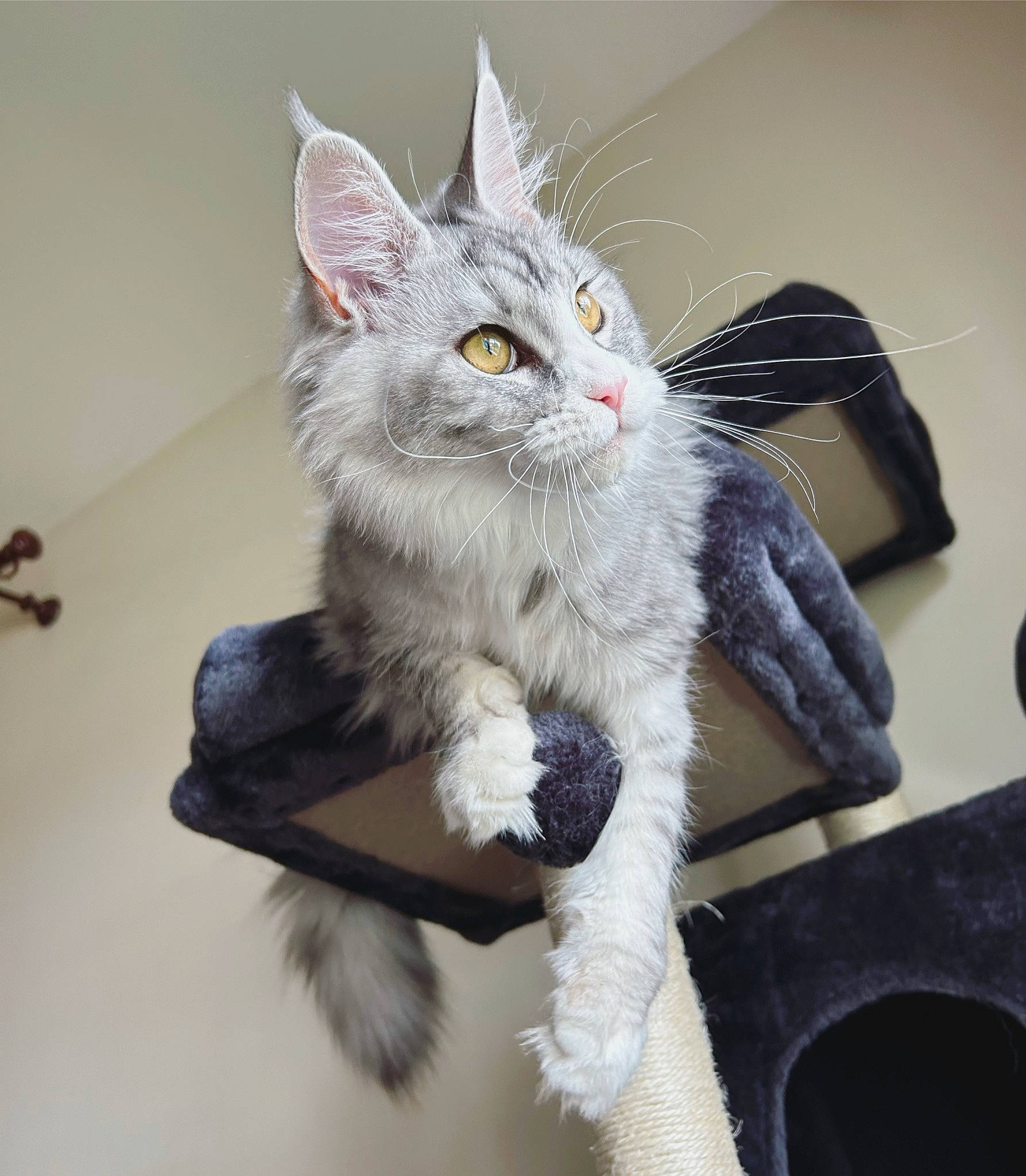 Turquoise participe au concours pour gagner de l'argent avec cette photo : carnivore, cat, claw, couch, domestic_short_haired_cat, felidae, fur, paw, small_to_medium_sized_cats, snout, tail, whiskers