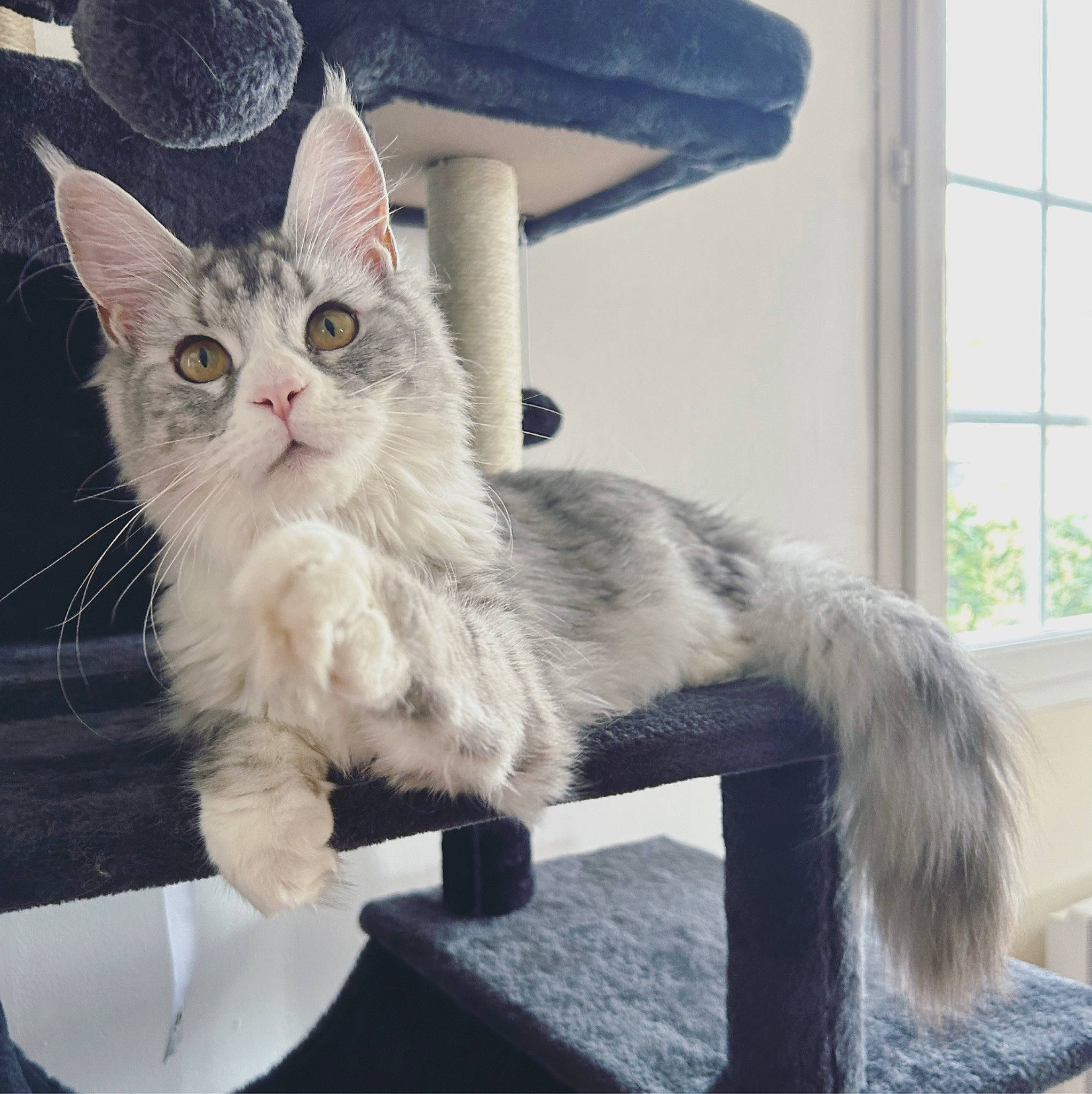 Turquoise participe au concours pour gagner de l'argent avec cette photo : carnivore, cat, claw, comfort, domestic_short_haired_cat, felidae, fur, gesture, lap, paw, photo_caption, plant, sitting, small_to_medium_sized_cats, tail, whiskers, window