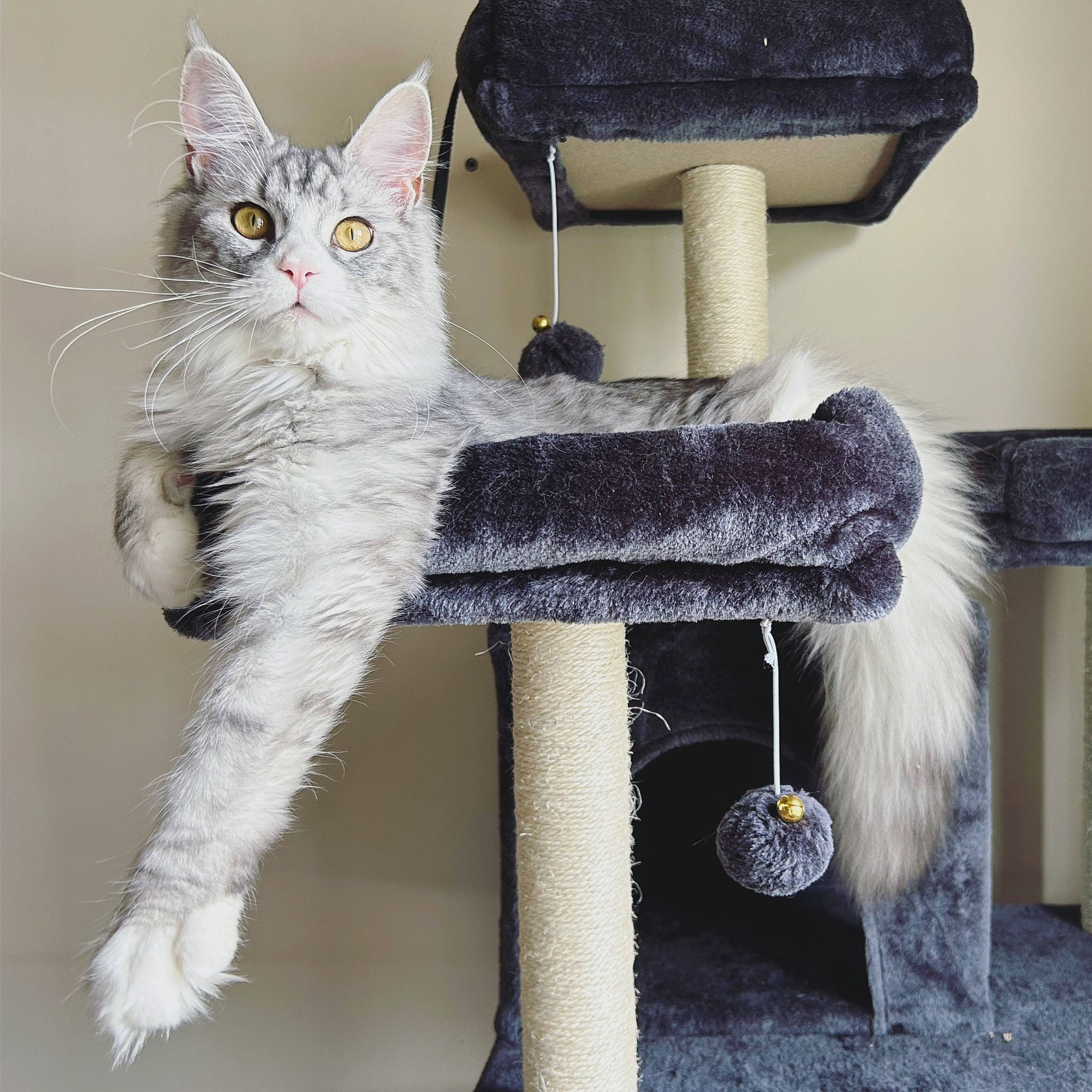 Turquoise a rejoint le concours — aidez-le/la à gagner de superbes lots ! art, carnivore, cat, cat_supply, chair, domestic_short_haired_cat, fashion_accessory, felidae, fur, grey, natural_material, shelf, small_to_medium_sized_cats, tail, thread, whiskers, white, window, wool, woven_fabric