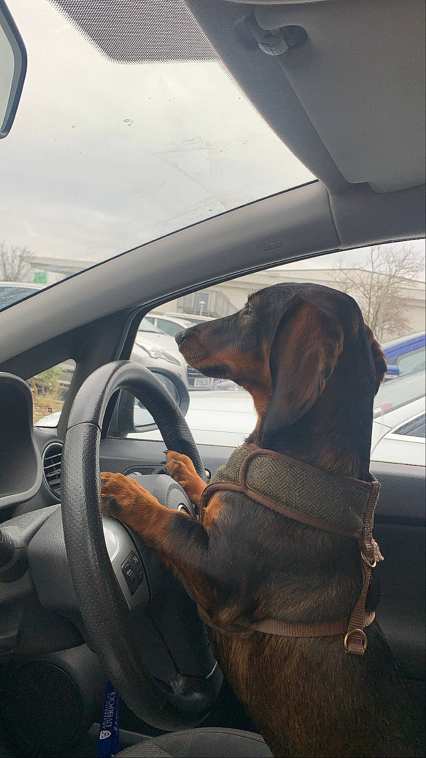 Finley joined the competition — help win amazing prizes! auto_part, automotive_design, automotive_exterior, automotive_mirror, car, carnivore, dog, dog_breed, fawn, hat, liver, mode_of_transport, motor_vehicle, personal_luxury_car, steering_part, steering_wheel, vehicle, vehicle_door, windshield, working_animal