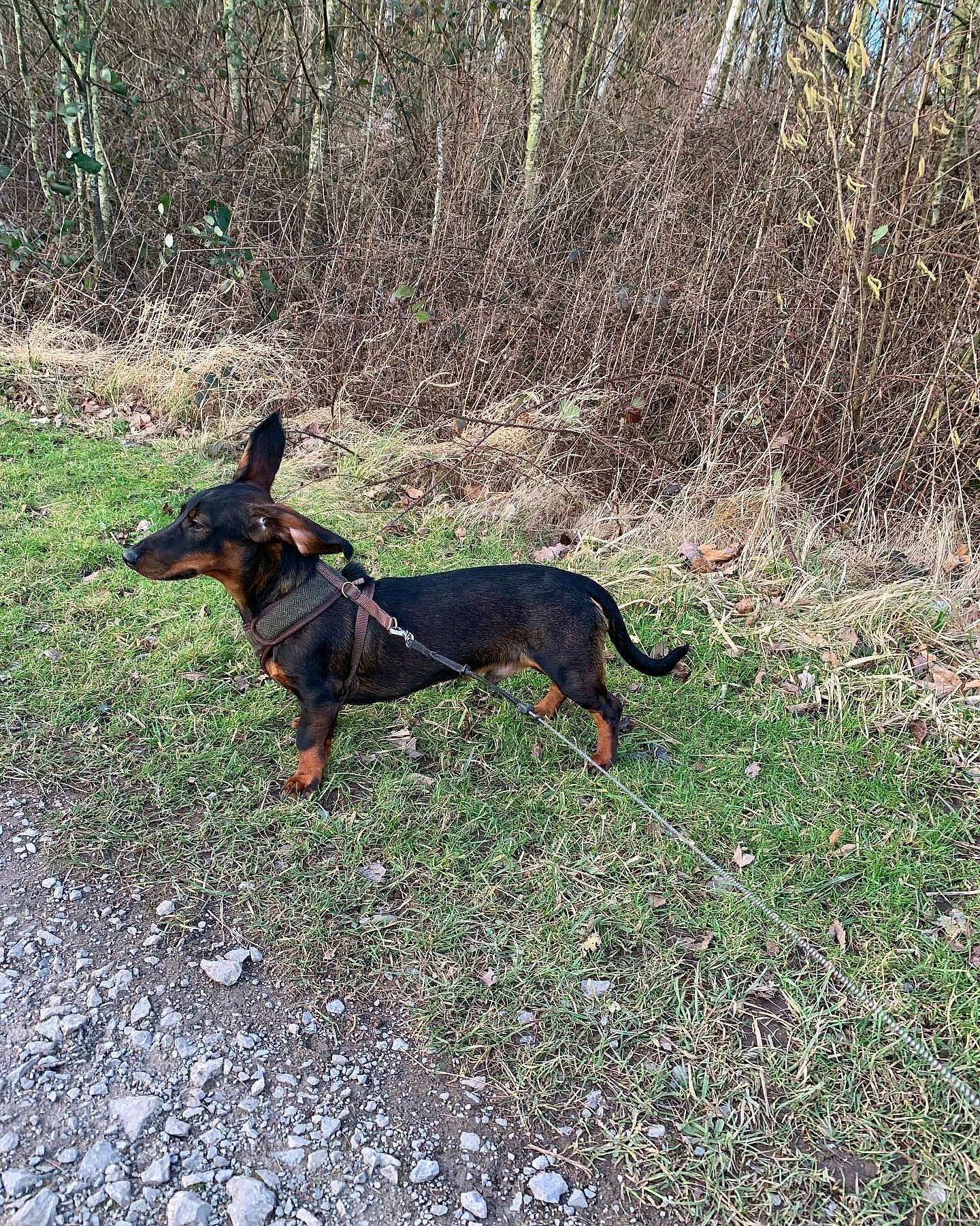 Finley is registered to the contest to win money with this photo: canidae, carnivore, companion_dog, dog, dog_breed, dog_supply, grass, guard_dog, hunting_dog, pinscher, plant, prazsky_krysarik, sporting_group, tail, terrestrial_animal, tree, working_dog