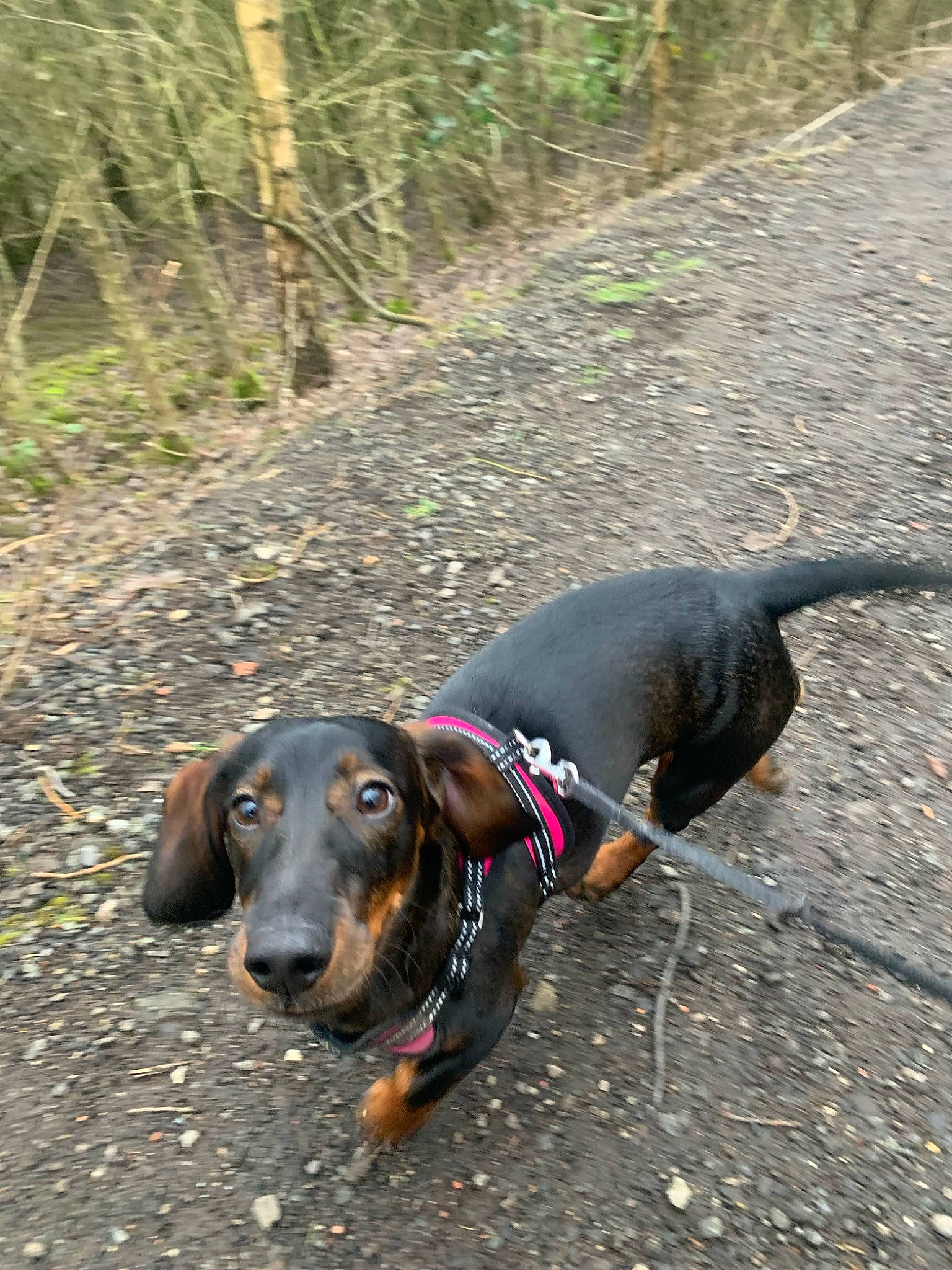 Finley joined the competition — help win amazing prizes! canidae, carnivore, collar, companion_dog, dog, dog_breed, dog_collar, grass, hound, leash, liver, pet_supply, plant, road_surface, scent_hound, snout, sporting_group, terrestrial_animal, tree, working_animal