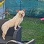 dog, white_dog, wicker_chair, outdoor, garden, grass, fence, sunlight, pet, animal, backyard, speckled, standing, chair_armrest, leisure, daytime, greenery, plant, relaxation, canine