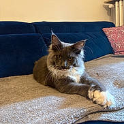 Léon participe au concours pour gagner de l'argent avec cette photo : cat, long_hair, fluffy, gray_fur, white_paws, whiskers, yellow_eyes, sitting, lying_down, indoors, living_room, sofa, blanket, cushion, home_decor, portrait, pet, relaxed, serious_expression, natural_light