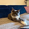 cat, long_hair, fluffy, gray_fur, white_paws, whiskers, yellow_eyes, sitting, lying_down, indoors, living_room, sofa, blanket, cushion, home_decor, portrait, pet, relaxed, serious_expression, natural_light