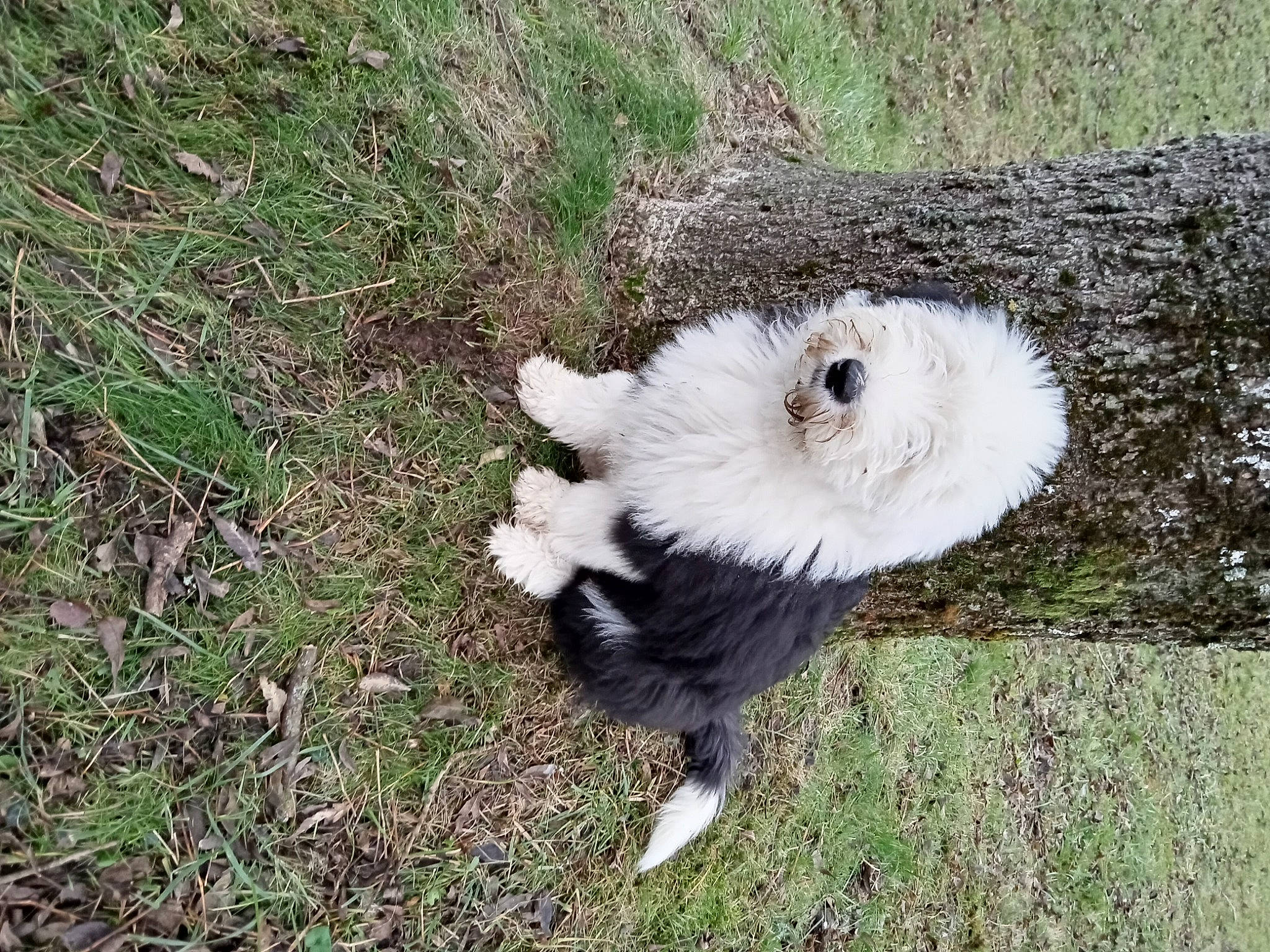 Tara participe au concours pour gagner de l'argent avec cette photo : beak, bird_of_prey, canidae, carnivore, companion_dog, cow_goat_family, dog_breed, fur, goats, grass, grassland, groundcover, livestock, pasture, plant, snout, sporting_group, tail, terrestrial_animal